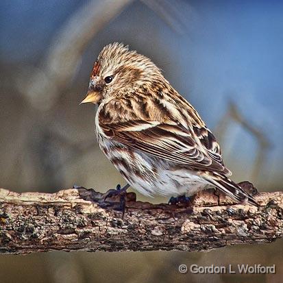 Common Redpoll_24424.jpg - Common Redpoll (Carduelis flammea) photographed at Ottawa, Ontario, Canada.